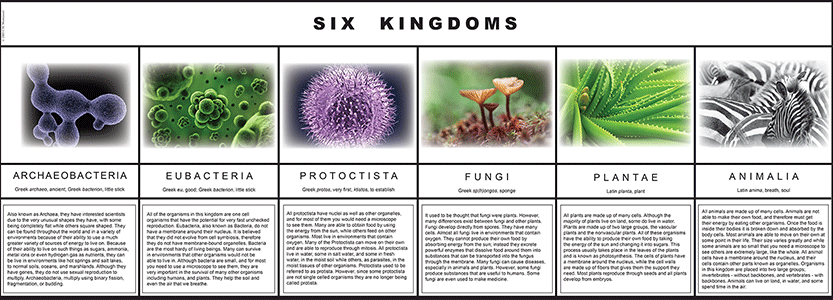 Six Kingdoms Characteristics Chart